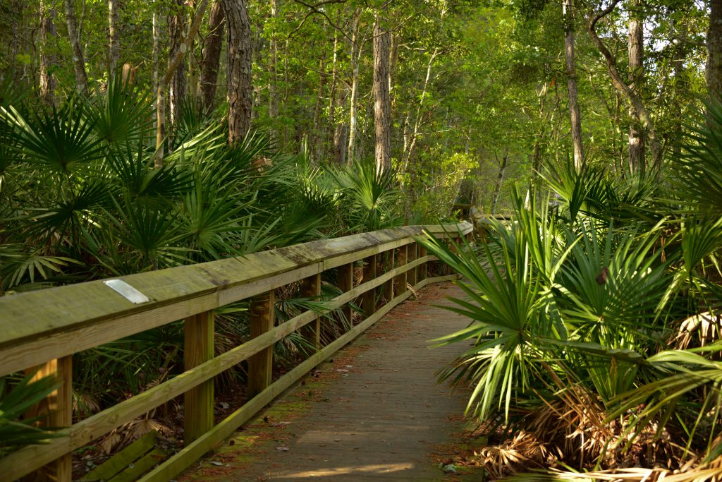 wooden boardwalk with trail and trees