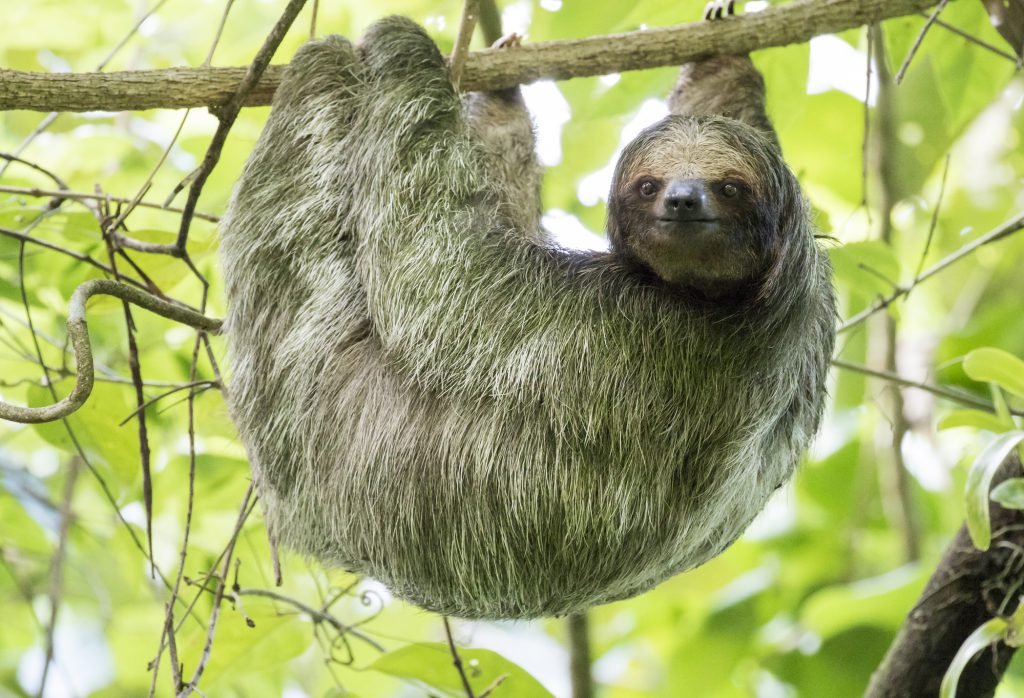 A side view of a Brown-throated three-toed sloth who is hanging on one branch with his face towards you.
